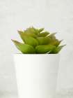 Succulent Photo 3 Still Life Print