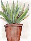 Succulent Plant 1 Botanical Print