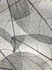 Transparent 1 Botanical Print