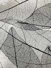 Transparent 2 Botanical Print
