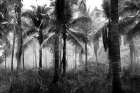 Palms Black And White Art Print