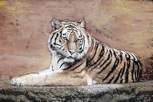 Tiger Love V2 Animaux reproduction