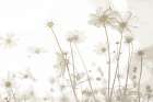 Wildflowers Art Print