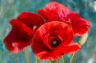 Poppies Blue Art Print
