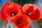 Poppy Trio Art Print