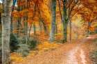 Autumn Path Art Print
