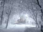 Winter Path Art Print