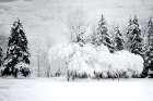 Winter Snow Landscape Print