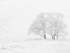 Winter White Landscape Print
