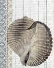 Shells 1 Art Print