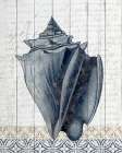 Shells 2 Art Print