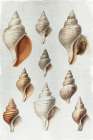 Conch Shells Art Print