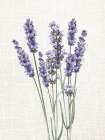 Linen Lavender 1 Art Print