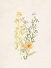 Wildflowers 2 Art Print