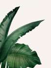 In the Palms 1 Botanical Print