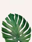 In the Palms 2 Botanical Print
