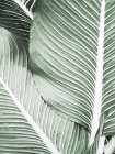 Palm Print 1 Botanical Print