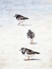 Sandpiper Beach Art Print