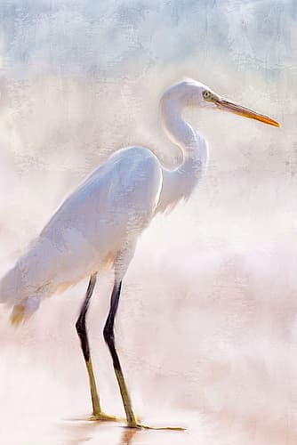 White Heron Animaux reproduction