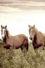 Horse Gaze Art Print