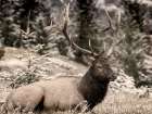 Elk View Art Print