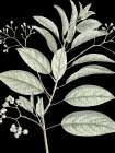 Botanical Branch 1 Botanical Print