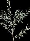 Botanical Branch 2 Art Print