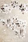Neutral Magnolia Branches 1 Art Print