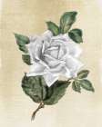 Rose Art Print