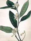 Botanical Green 1 Art Print