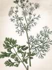Botanical Green 2 Art Print