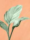 Palm On Orange 3 Art Print