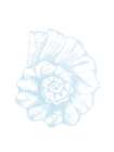 Light Blue Shell 1 Art Print