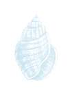 Light Blue Shell 2 Art Print