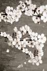 Magnolias 1 Art Print