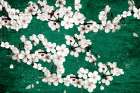 Magnolia Green Art Print