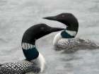 Two Loons Art Print