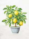Lemon Tree 1 Art Print