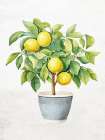 Lemon Tree 2 Kitchen Print