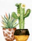 Cactus Bloom 2 Art Print