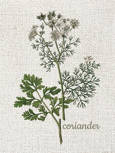 Linen Botanical 2 Nature Print