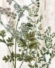 Botanical Aged 1 Art Print