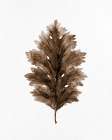 Acanthus Leaf Rust 1 Art Print