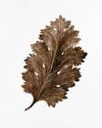 Acanthus Leaf Rust 2 Art Deco Print
