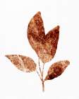 Leaf 1 Art Print