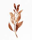 Leaf 2 Art Print