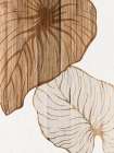 Wood Palms 1 Art Print