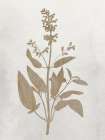 Pressed Branch 2 Art Print