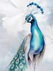 Floral Peacock 1 Art Print