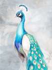 Floral Peacock 2 Art Print
